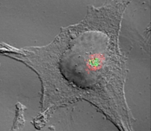 Figure 1: Association between Salmonella (green) and the Golgi network (red) inside an epithelial cell