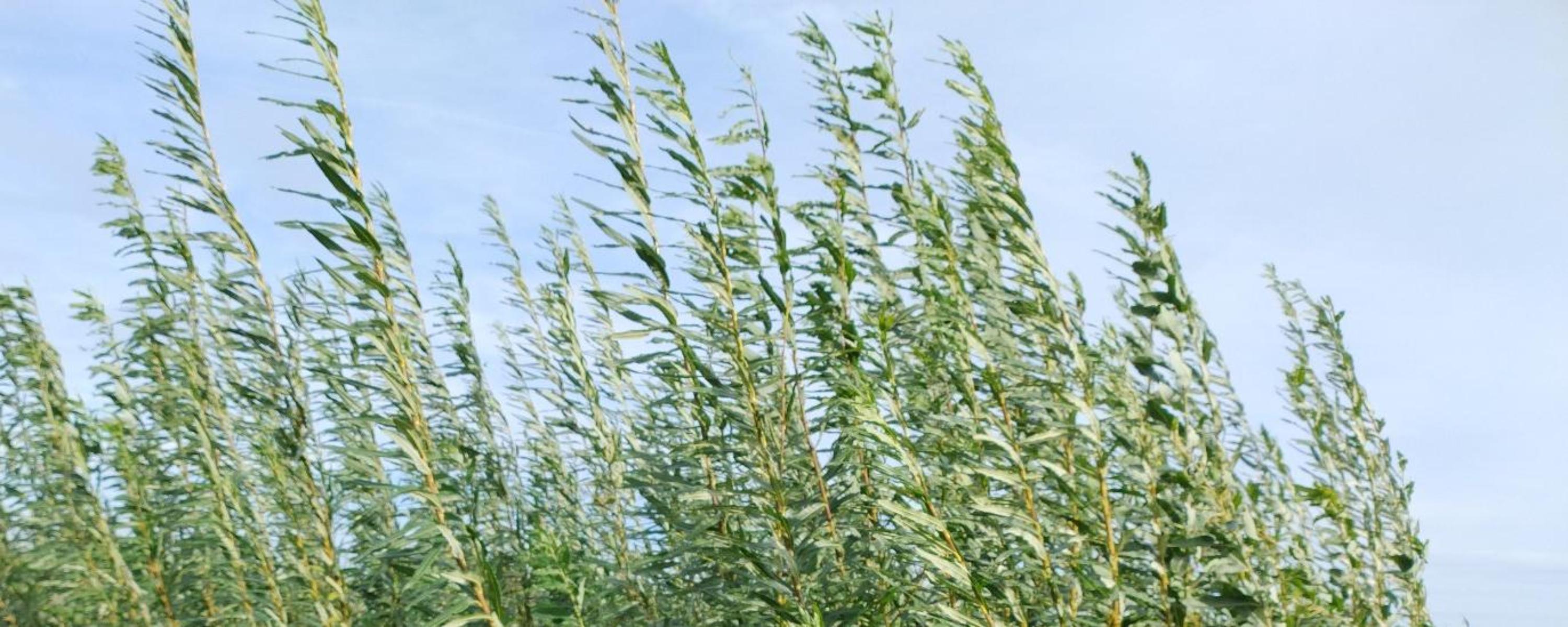 Reeds blowing in the wind