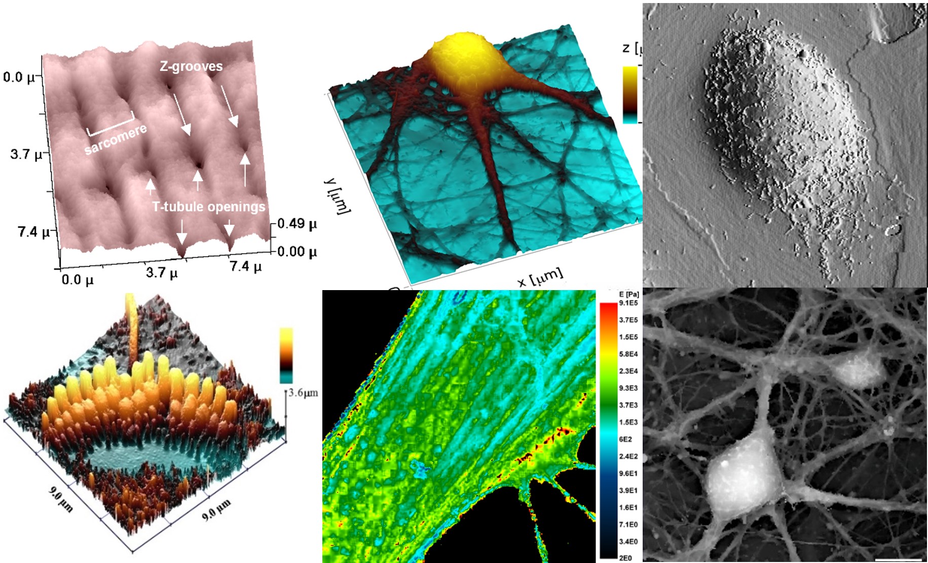 Images examples obtained by Scanning Ion Conductance Microscopy