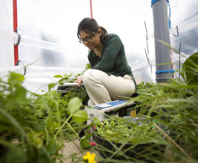 Female student in a poly tunnel