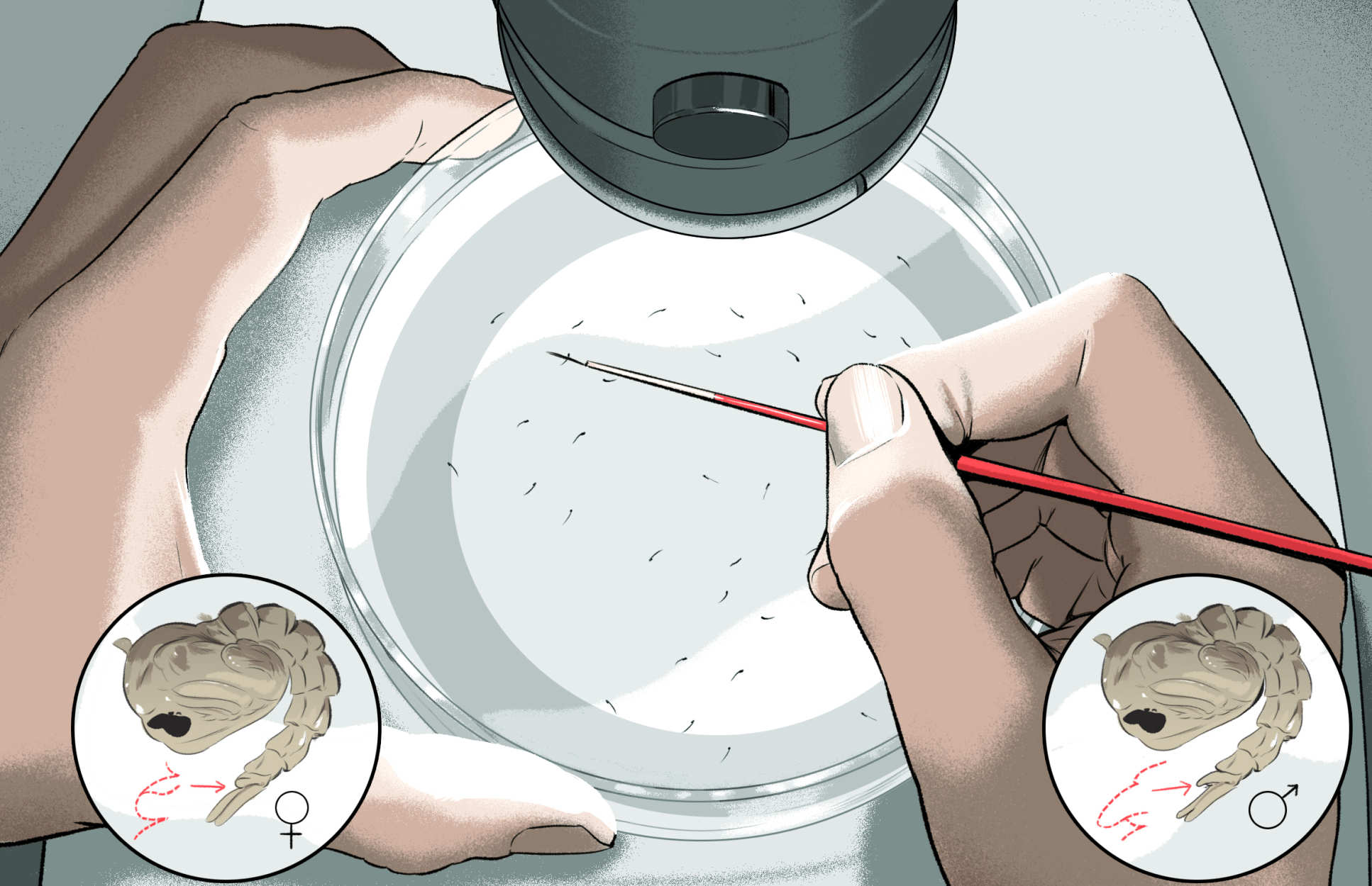 An illustration showing a scientist separating mosquito pupae into males and females under a microscope