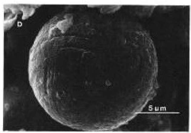 Hydrocarbon identification and magnetic minerals