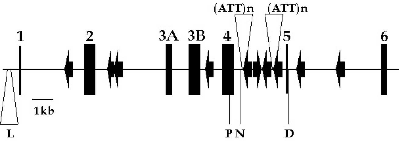 Structural organisation of the antithrombin gene