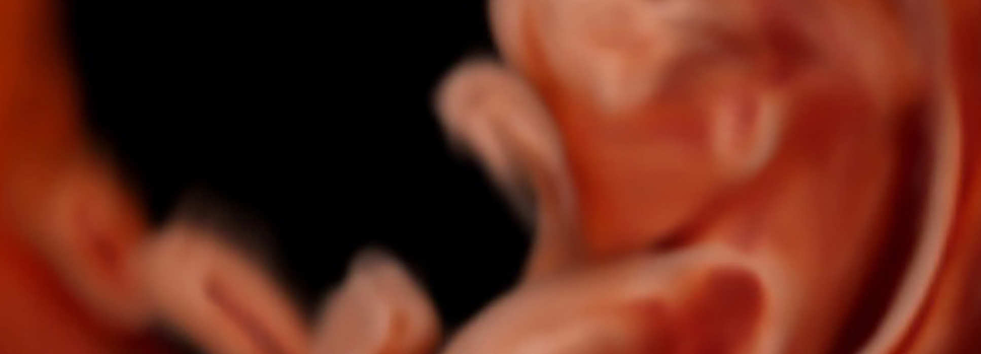 Baby in the womb