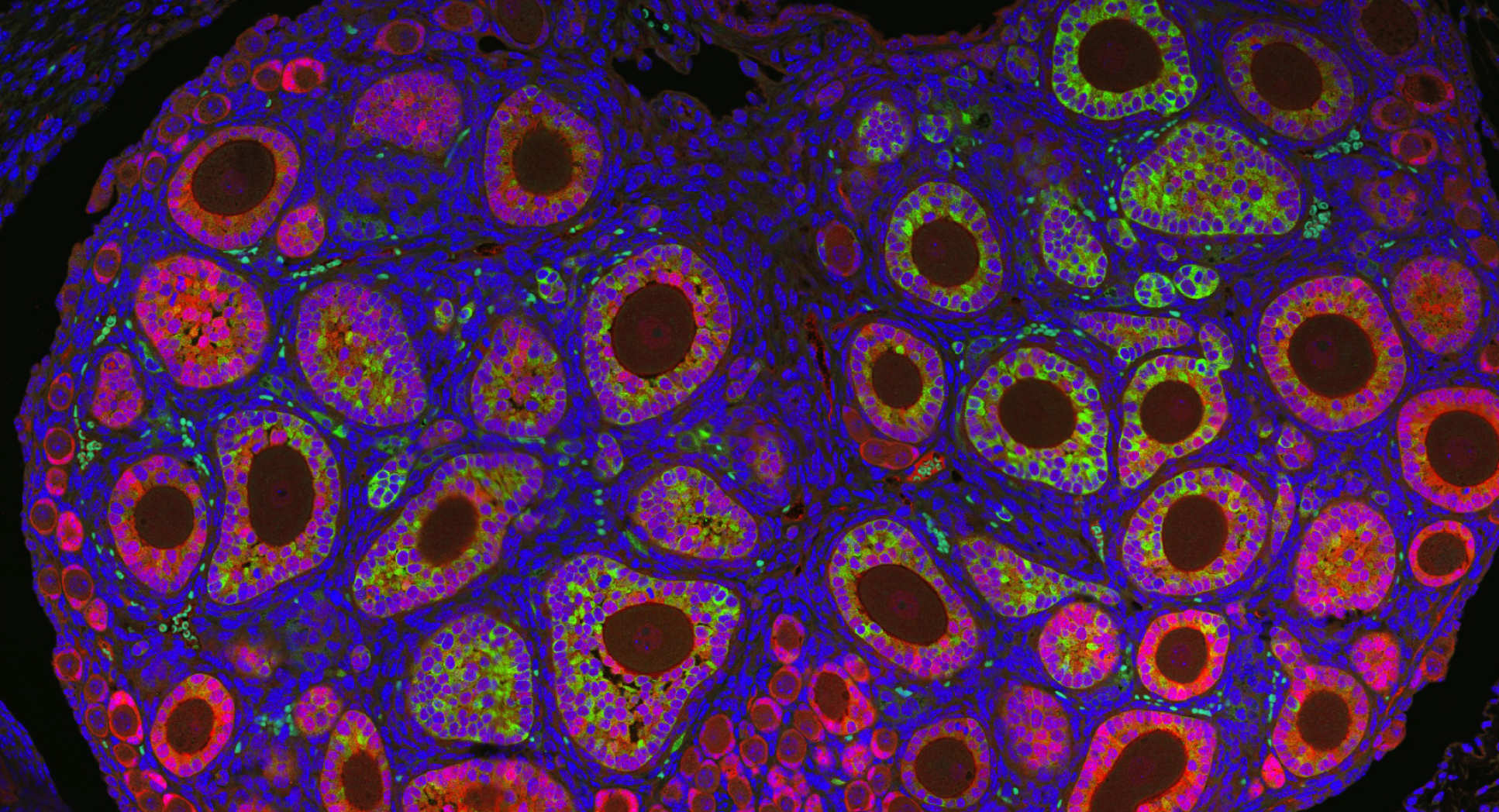 Cell image courtesy of Dr Mark Fenwick