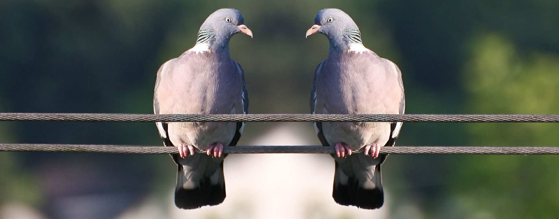 Pair of pigeons