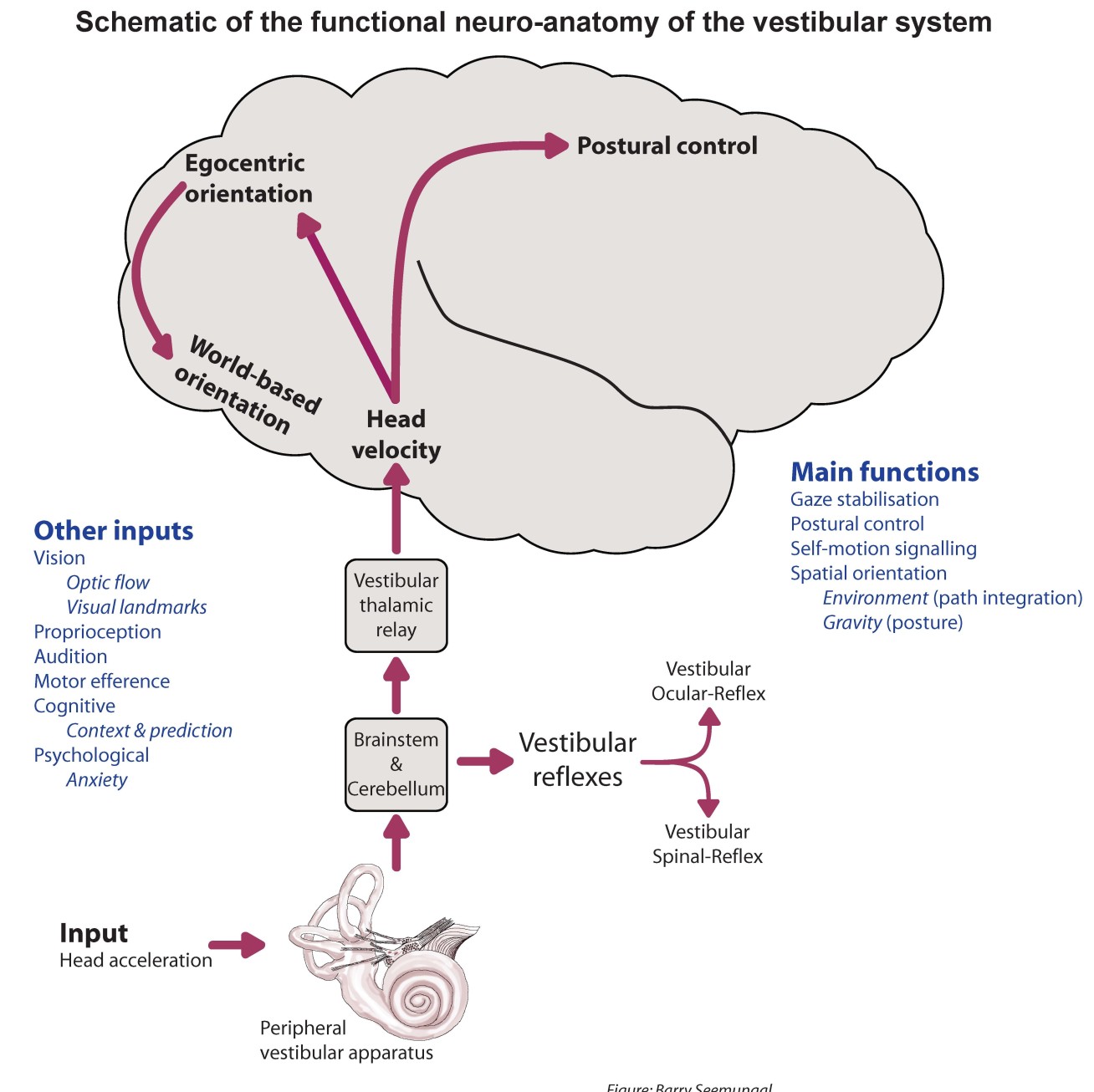 A diagram of the balance system in the brain