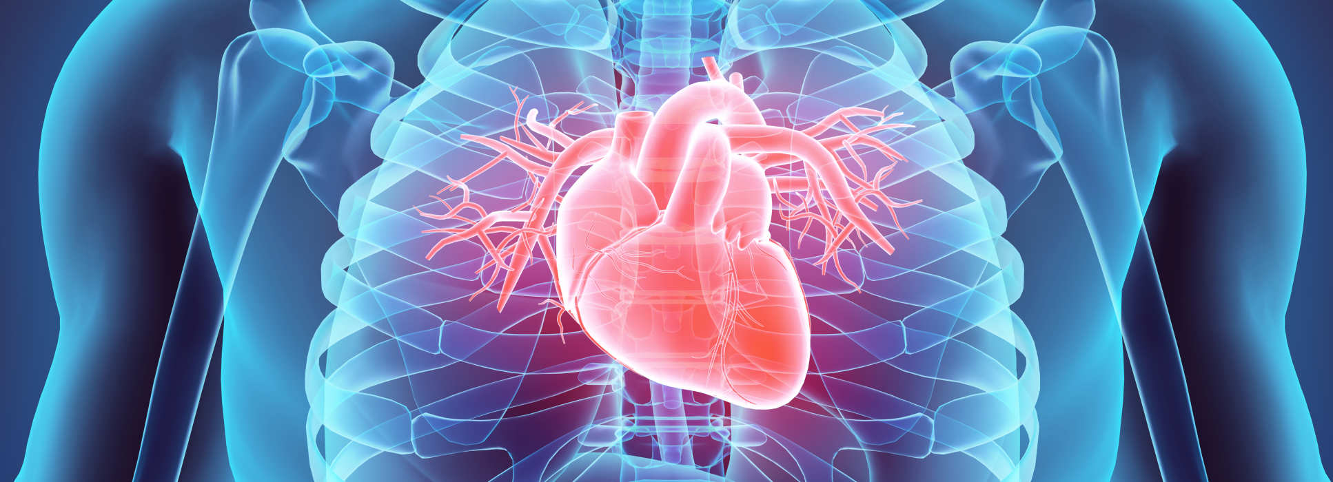 A 3D illustration of a heart