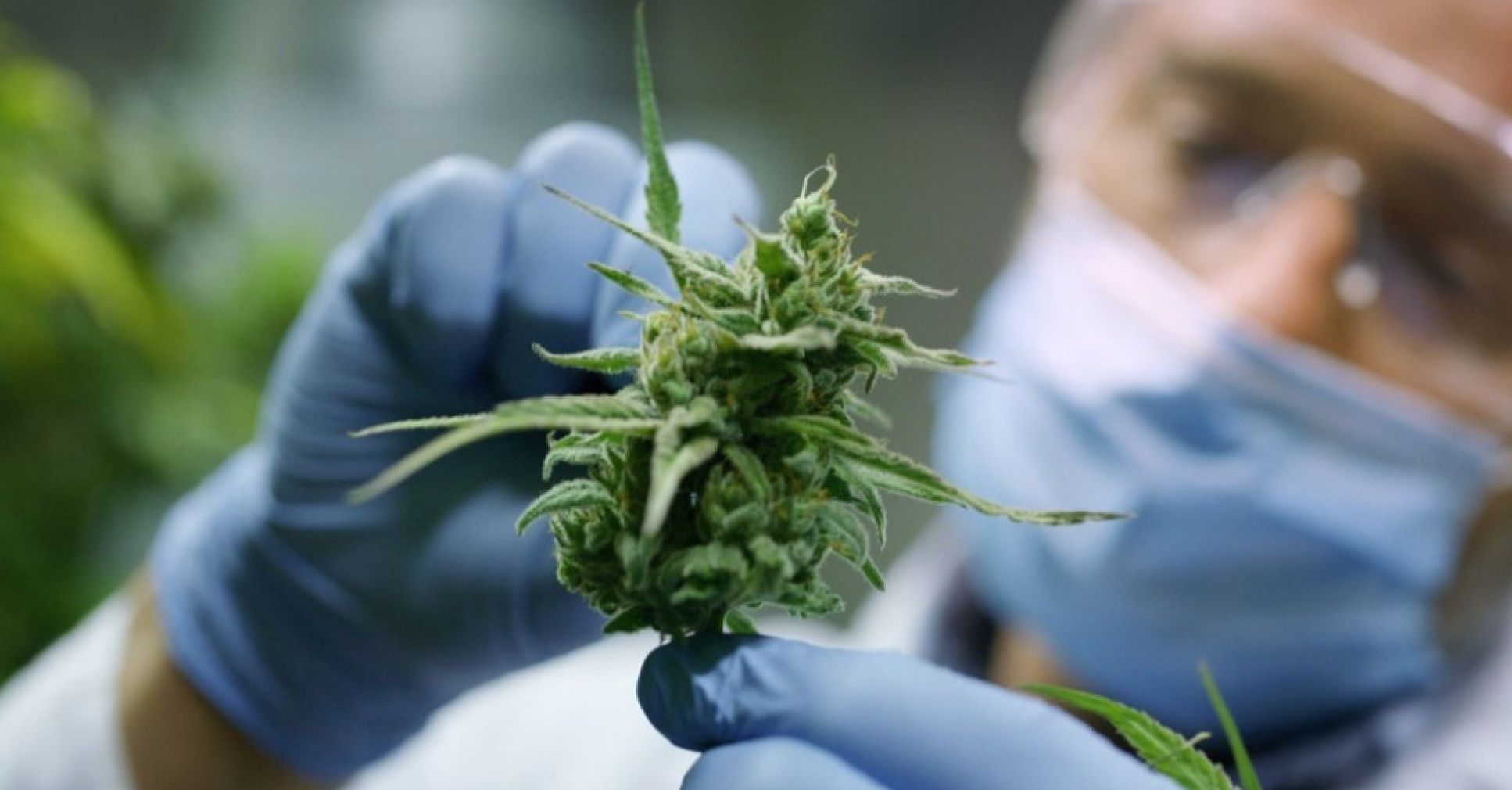 Medical Cannabis Research Group | Faculty of Medicine | Imperial College London