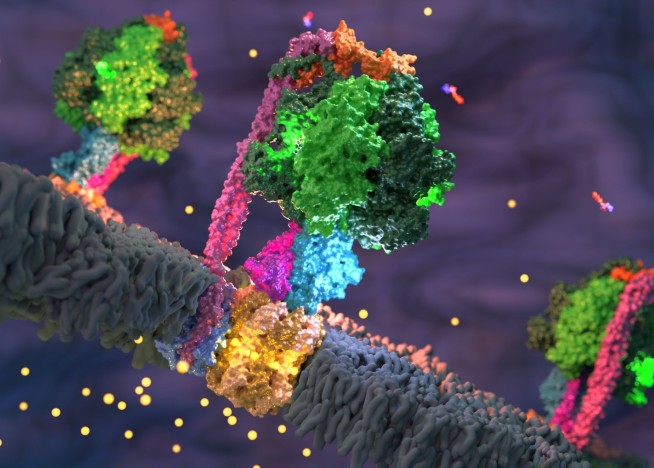 Structure of a bacterial ATP synthase in a membrane solved by electron cryo-microscopy. Credit: Meier group.