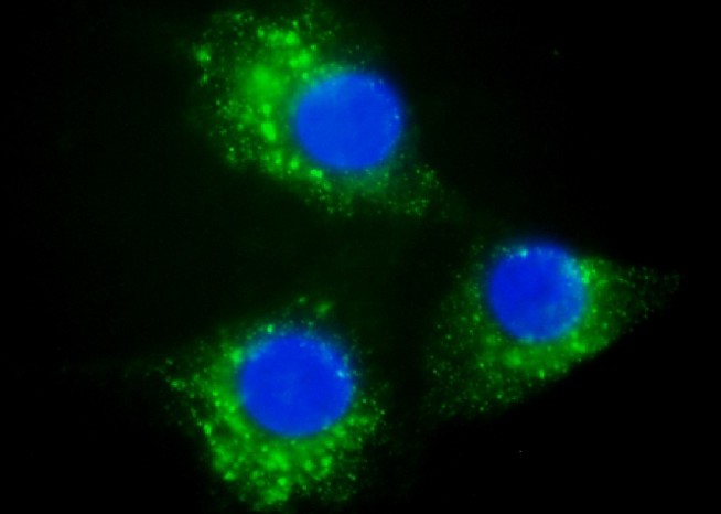 Glycoproteins (green) released from macrophages taken into endothelial cells by endocytosis