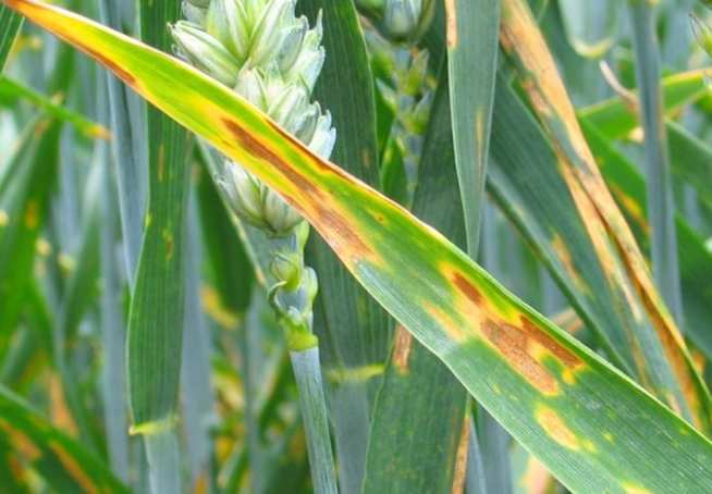 Septoria wheat fungus. Credit: Macceek, Wikimedia Commons