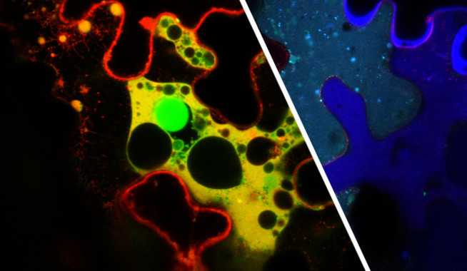 Programmed plant cell suicide to prevent infection. Dying plant cells expressing fluorescent protein markers. Credit: Bozkurt lab.