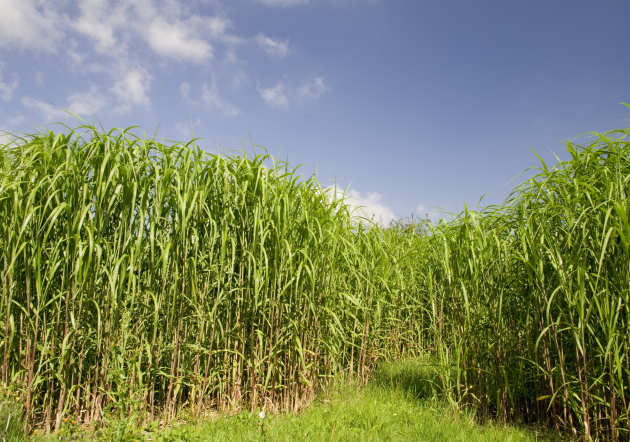 A field of biofuel crops