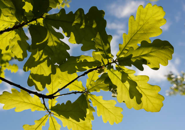 Oak leaves