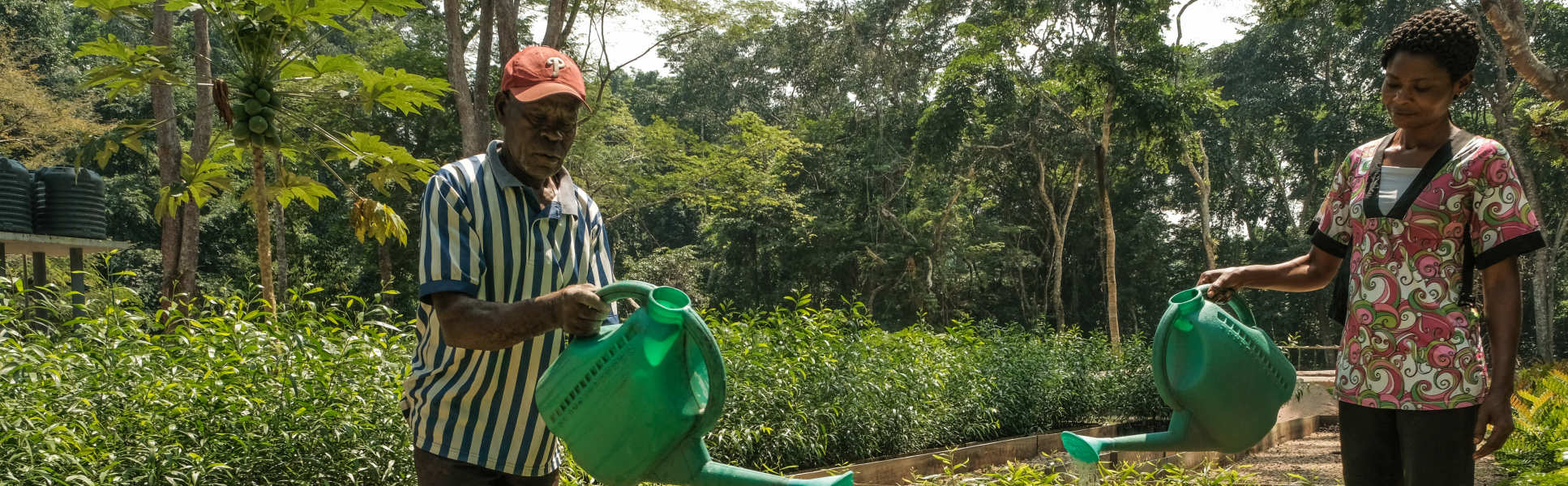 People watering plants at a plant nursery in Yangambi, DRC.