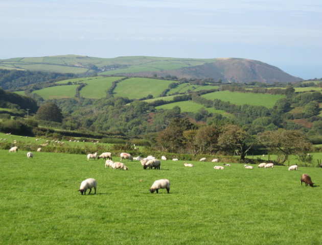 English countryside - hills, hedgerows and sheep