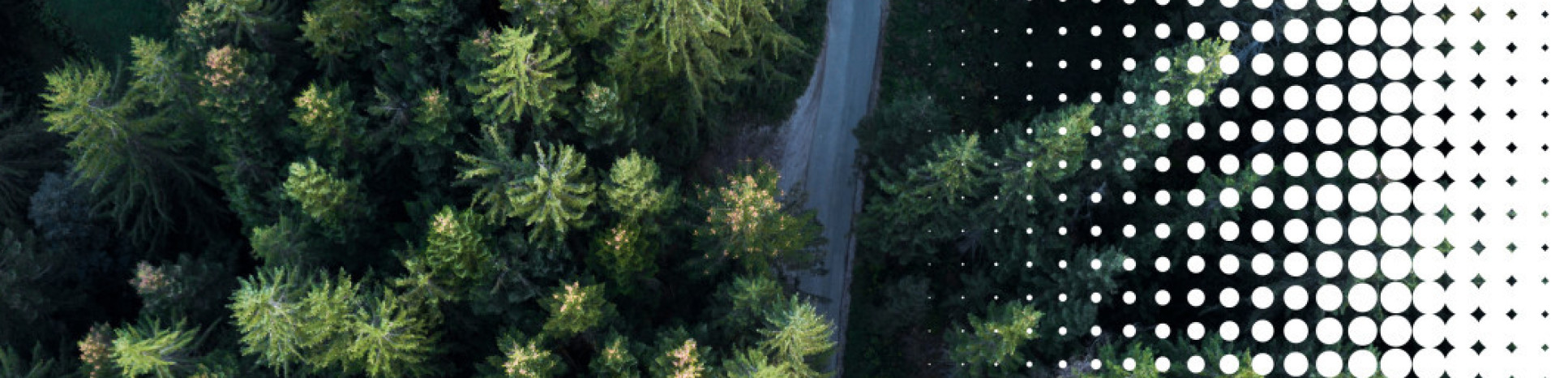 Aerial photo of pine trees