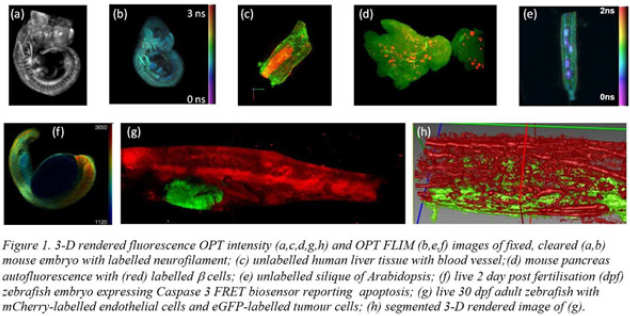 Optical Projection Tomography