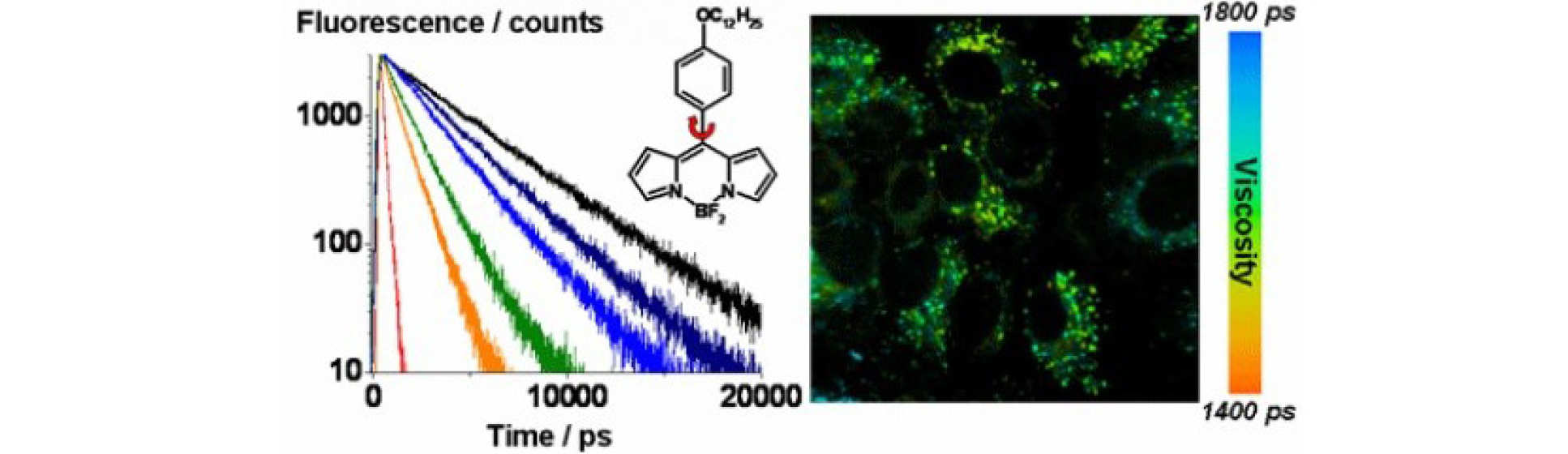 A. Vysniauskas and M. K. Kuimova, A twisted tale: measuring viscosity and temperature of microenvironments using molecular rotors, International Reviews Phys Chem, 2018