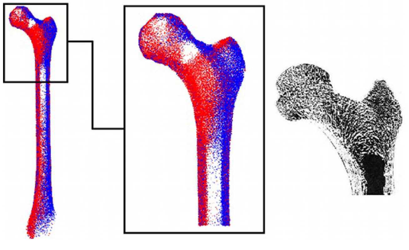   Preliminary results for an iterative orthotropic model of the femur