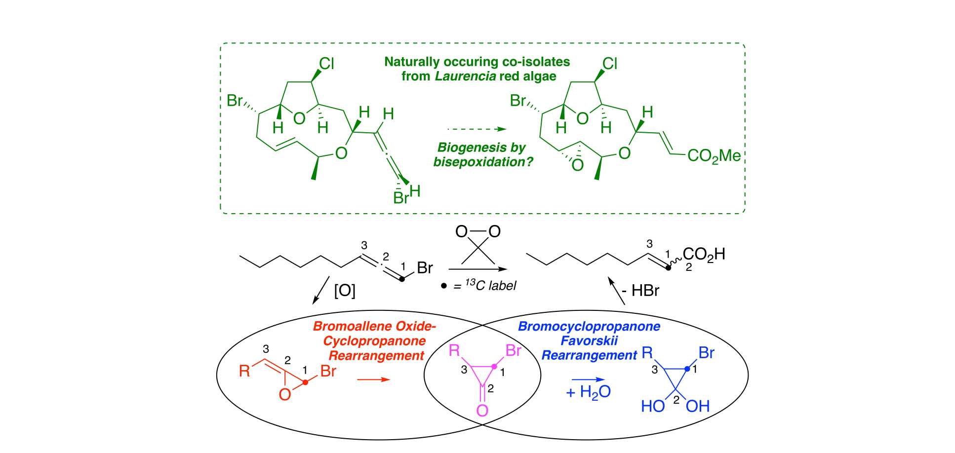 Summary scheme for paper: Epoxidation of Bromoallenes Connects Red Algae Metabolites by an Intersecting Bromoallene Oxide - Favorskii Manifold