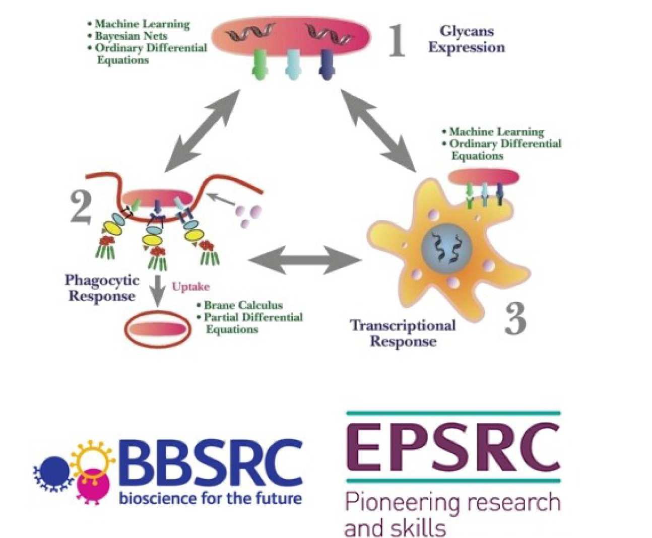  Centre for Integrative Systems Biology