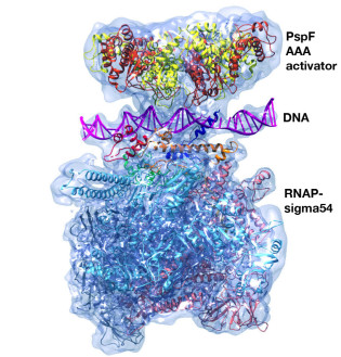 Structures of RNA Polymerase Closed and Intermediate Complexes Reveal Mechanisms of DNA Opening and Transcription Initiation