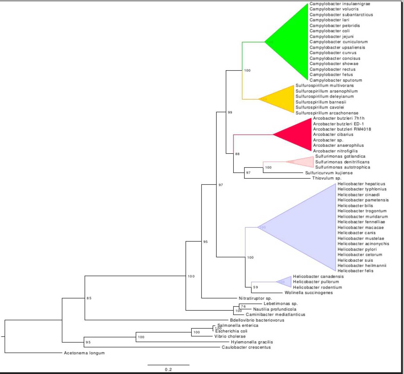 Ribo_tree