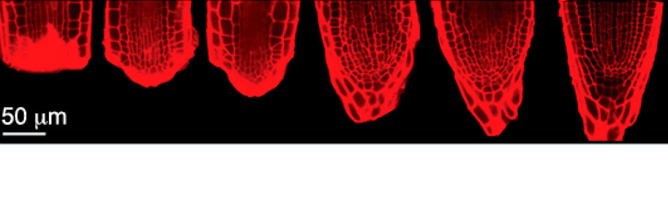 Arabidopsis root regeneration. Longitudinal median optical sections of the same root, after its tip has been excised. One image / 24 hours