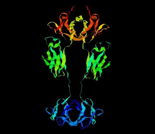 Molecular model of human IgE