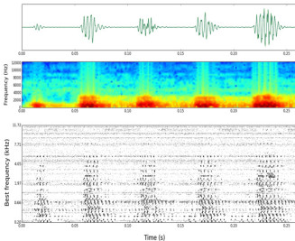 Neural population response