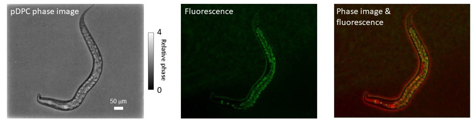 pDPC C elegans