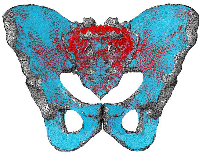 pelvis