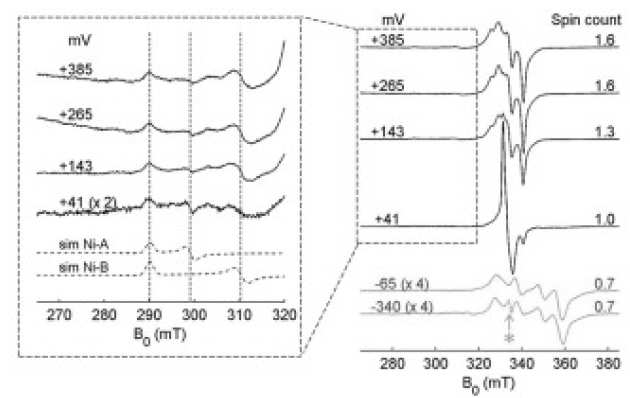 How Salmonella oxidises H2 under aerobic conditions