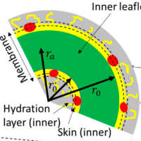 Vesicle