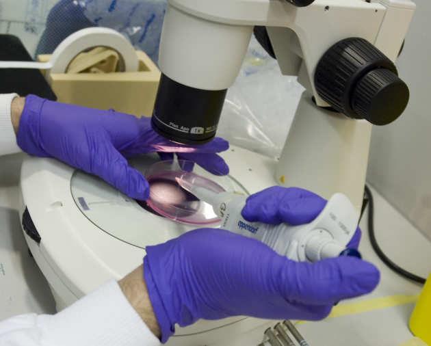 Person's hands wearing safety gloves in laboratory