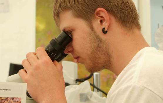 Volunteer looks down a microscope at the Mothecombe Bioblitz, held in Devon (NHM)