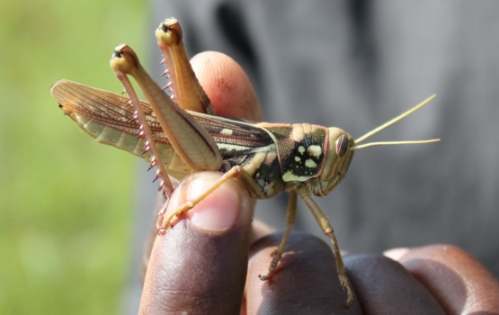 A grasshopper caught by a local guide (Mariangela Veronesi)
