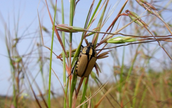 A chafer before being caught and cooked up for lunch (Laura Riggi)