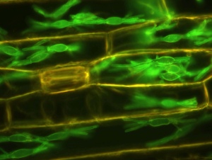 Blumeria graminis (in green) infecting barley cells
