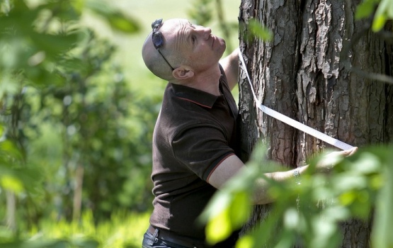 Examining the trunk, branches and leaves for signs of poor health