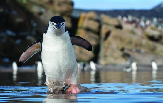A chinstrap penguin wading through a melt pool from its nesting site at Baily Head, Deception Island (Phil Wickens)