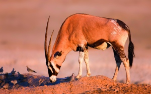 Oryxes - Middle Eastern antelopes (Harrington Sena)