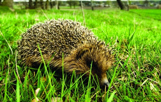 Life is looking up for hedgehogs in East Hull where residents are working with scientists on a project to conserve them