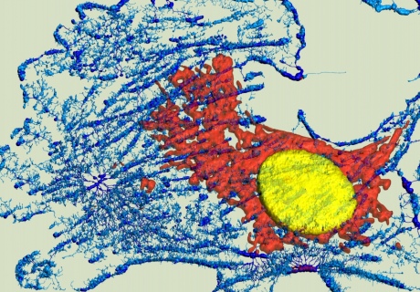 Microfilaments, mitochondria, and nuclei in fibroblast cell