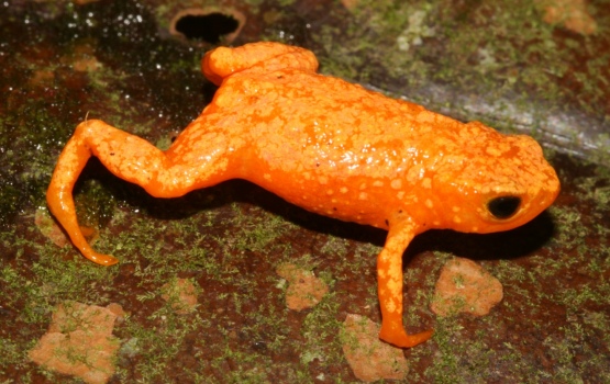 Brachycephalus crispus is endemic to the Atlantic Forest. Individuals are smaller than 2 mm