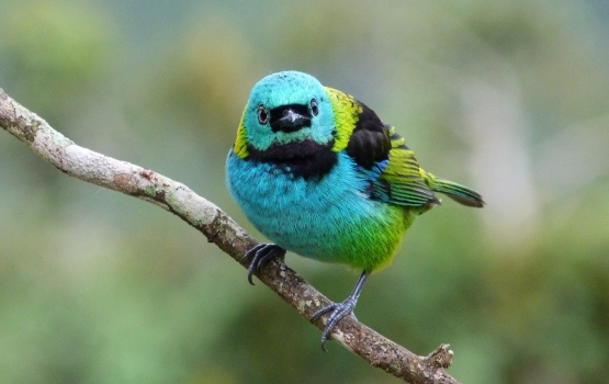 The Green-headed Tanager (Tangara seledon) is one of the most colorful birds in forests of Southeastern Brazil