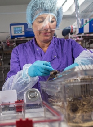 Animal technologist moving a mouse to a clean cage