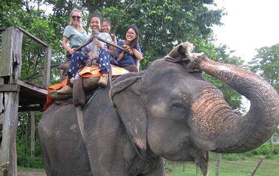 Elephant safari in chitwan national park